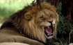 LION ICON